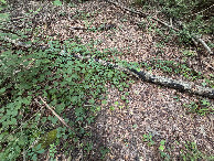 #6: Ground cover at the confluence. 
