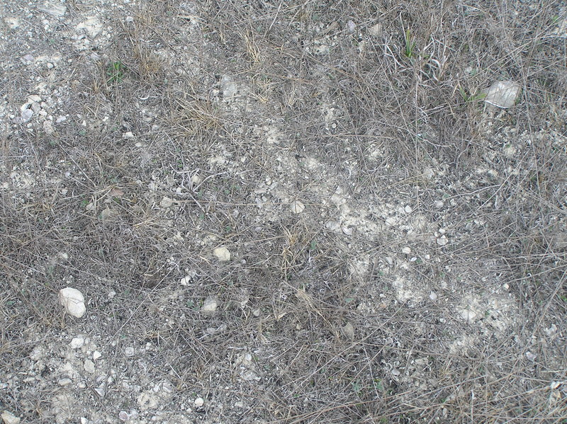 Ground cover at the confluence site.