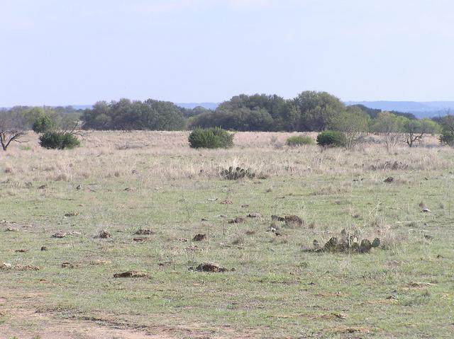 A view from 300 meters north of the confluence.  (Note the forked 'confluence tree' at the far left.)