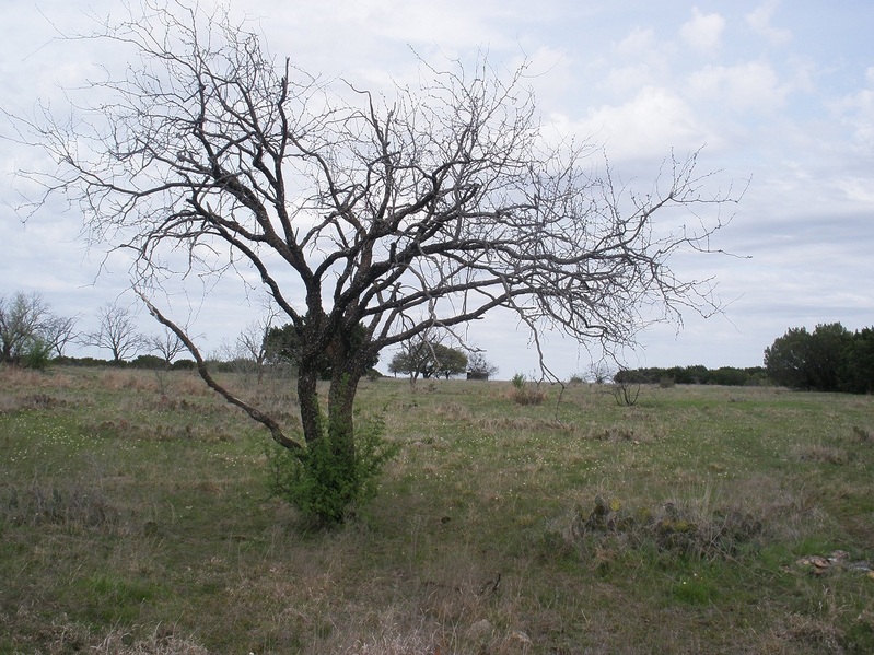 East view, with shed in background behind tree