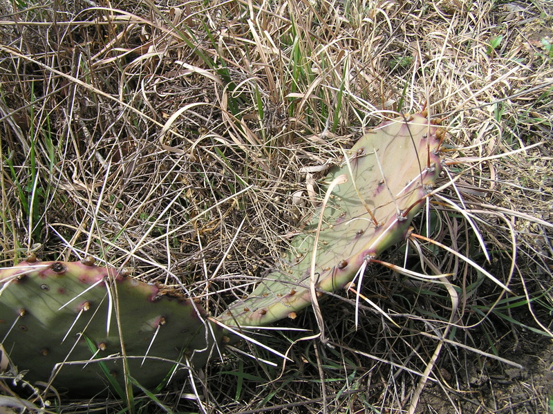 Ground cover at the confluence point:  Cacti and grass.