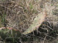 #2: Ground cover at the confluence point:  Cacti and grass.