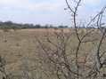 #5: View to the west from the confluence point.