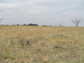 #6: View to the north from the confluence.