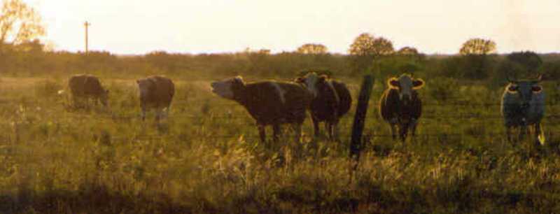 Cattle Near The Confluence