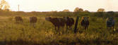 #2: Cattle Near The Confluence