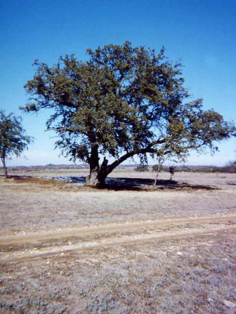 A tree located very near the confluence.