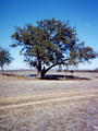 #2: A tree located very near the confluence.