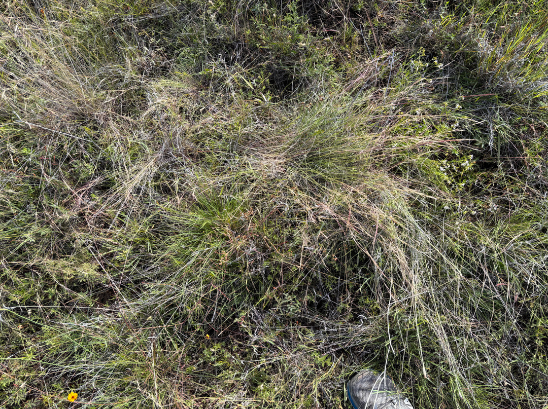 Ground cover at the confluence. 