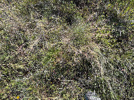#6: Ground cover at the confluence. 