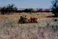 #4: Tractor in retirement east of confluence.