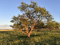 #11: One of the rare trees in the area, en route to the confluence.