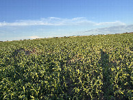 #3: A view to the east from the confluence.