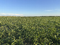 #4: A view to the south from the confluence.
