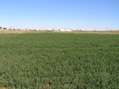 #2: View to the north from the confluence point. 