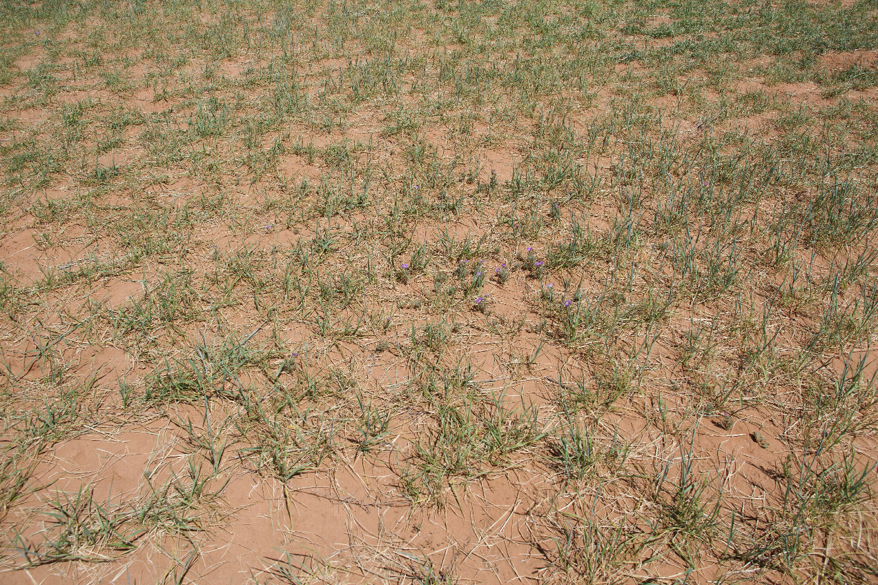 Ground cover at the confluence point