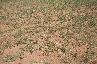 #5: Ground cover at the confluence point