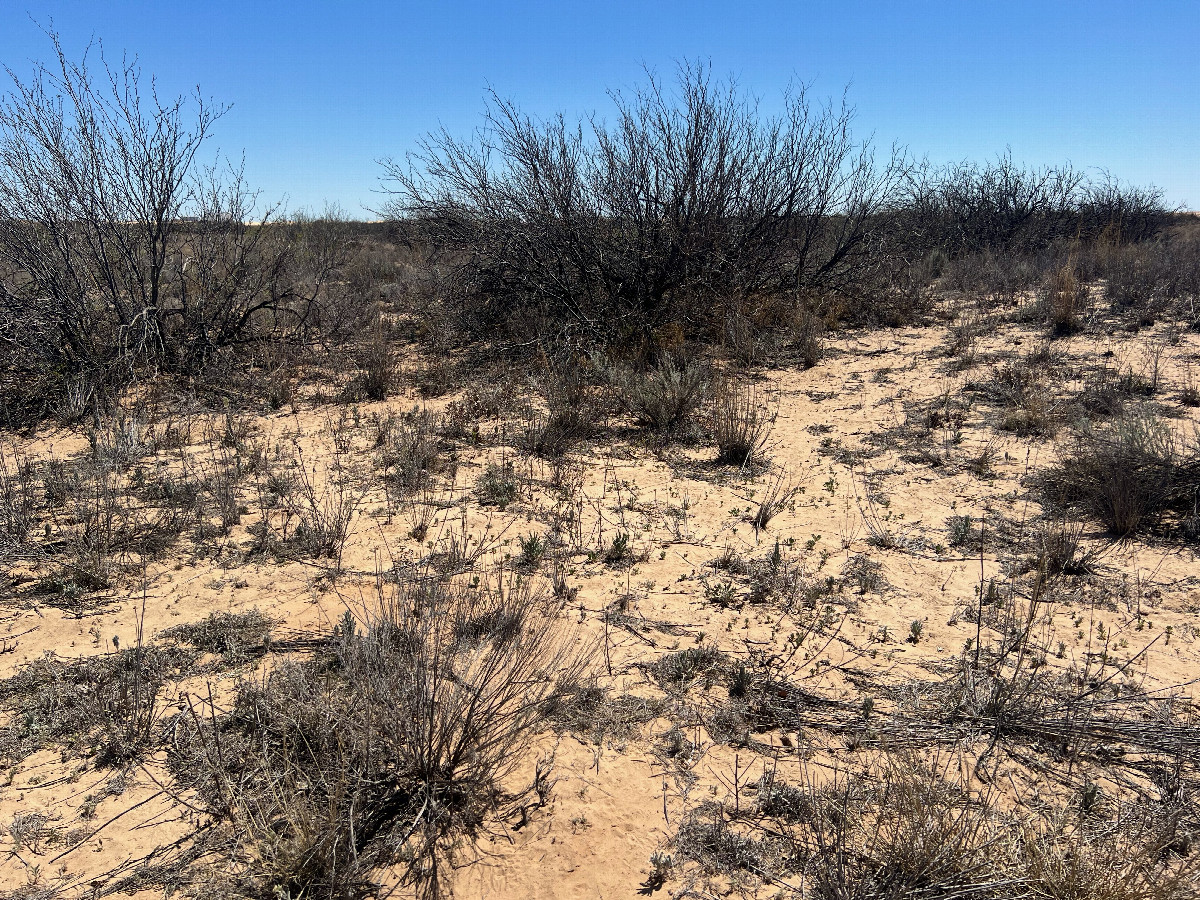 The confluence point lies in an arid, sandy area.  (This is also a view to the South.)