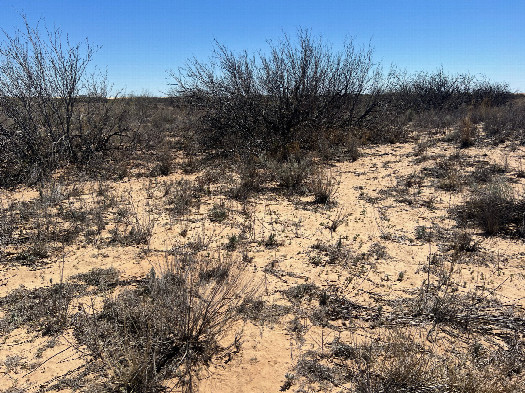 #1: The confluence point lies in an arid, sandy area.  (This is also a view to the South.)