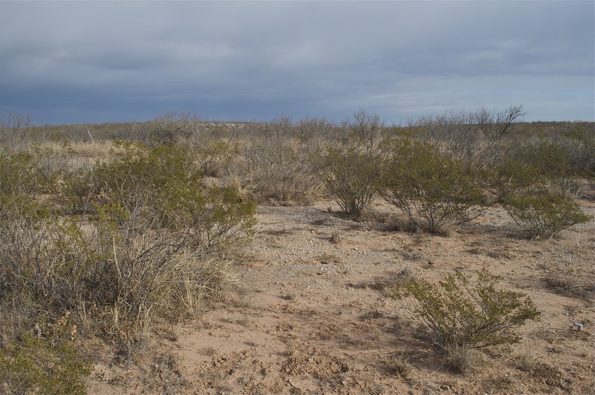 View North (looking into New Mexico)