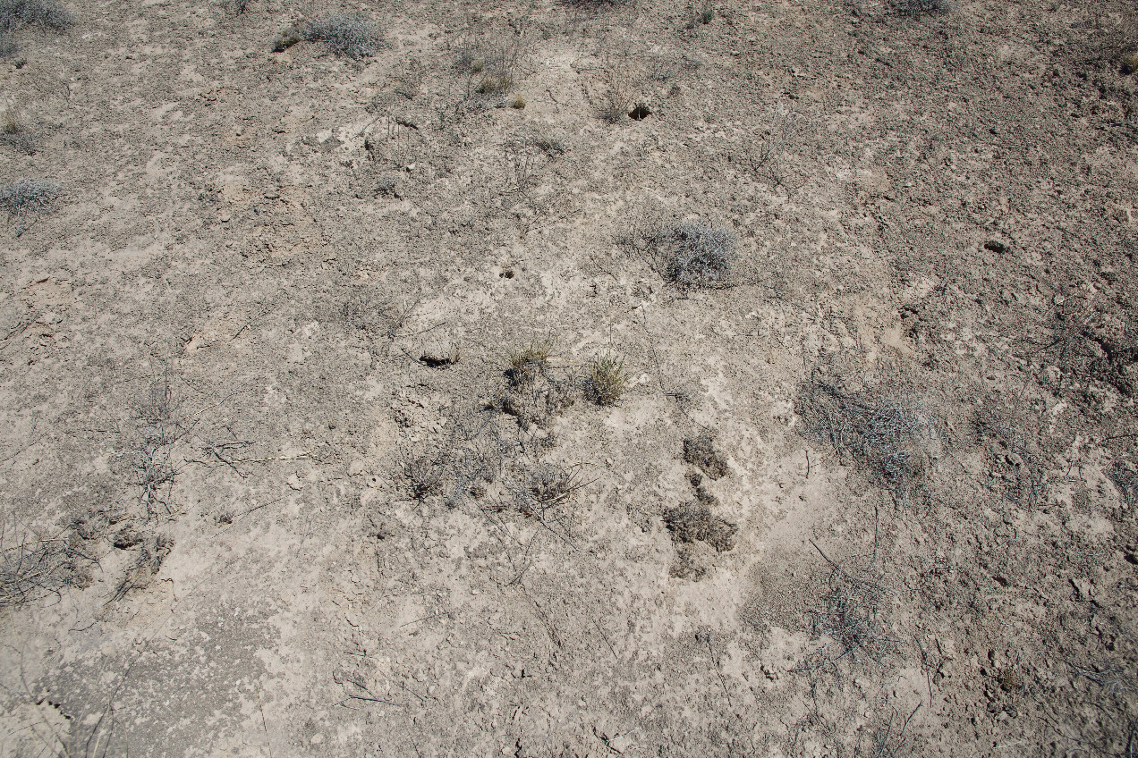 Ground cover at the confluence point