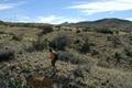 #4: View east from 32n 106w; Cerro Alto (6787ft) in background