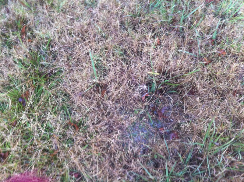 Ground cover at the confluence point. Note the standing water.