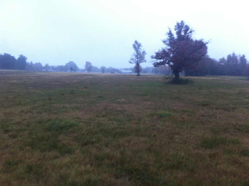 View to the north from the confluence.