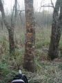 #7: Deer rutting on tree