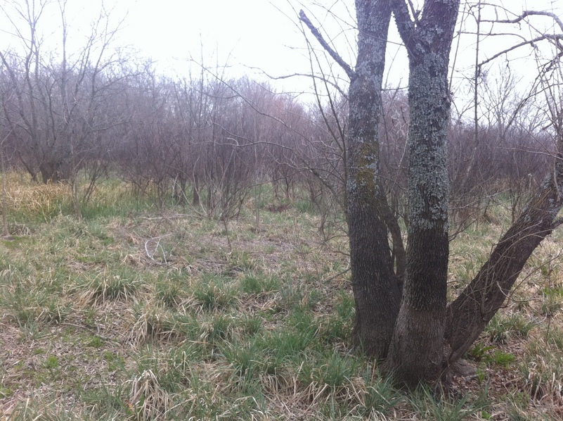 Site of 33 North 96 West, near the base of the tree, looking southwest.