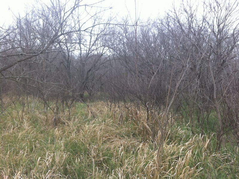 View to the east from the confluence.