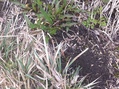 #4: New spring growth showing through the ground cover at the confluence.