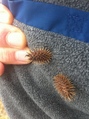 #9: Big Texas-sized burrs on me as I walked away from the confluence.