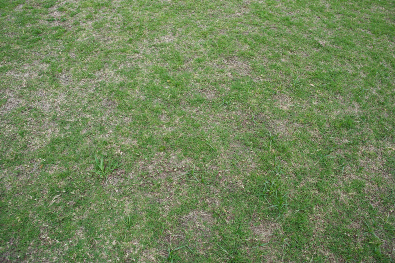 Ground cover at the confluence point