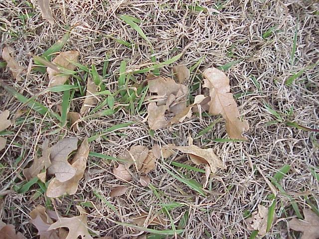 Groundcover (planted grass) at the confluence site.