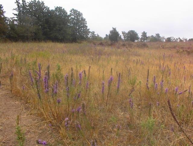 wildflowers