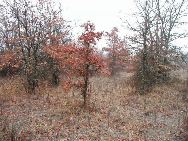 South