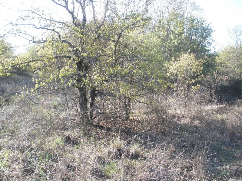 Overview, confluence is just to the right of the tree