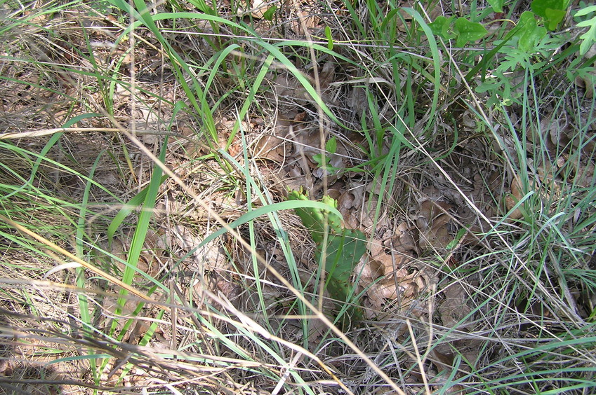 Ground cover at the confluence site.