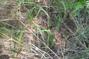 #6: Ground cover at the confluence site.