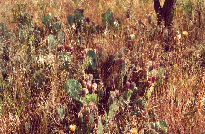 Prickly pear (Opuntia) cactus, with nearly-ripe fruit