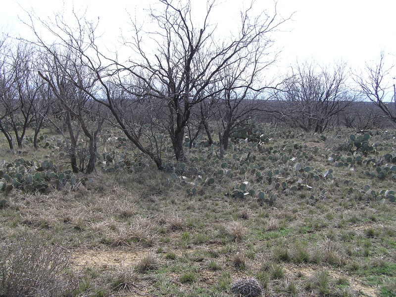 Looking south from the confluence.