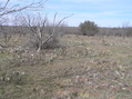 #2: Looking north from the confluence.