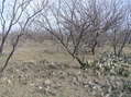 #3: Looking east from the confluence.