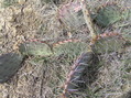 #6: Ground cover:  Lots of prickly pear cactus.