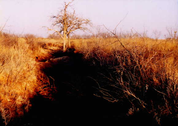 Coon Creek's dry bed.