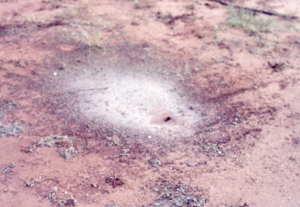 Savvy ants excavate white dirt at the confluence.