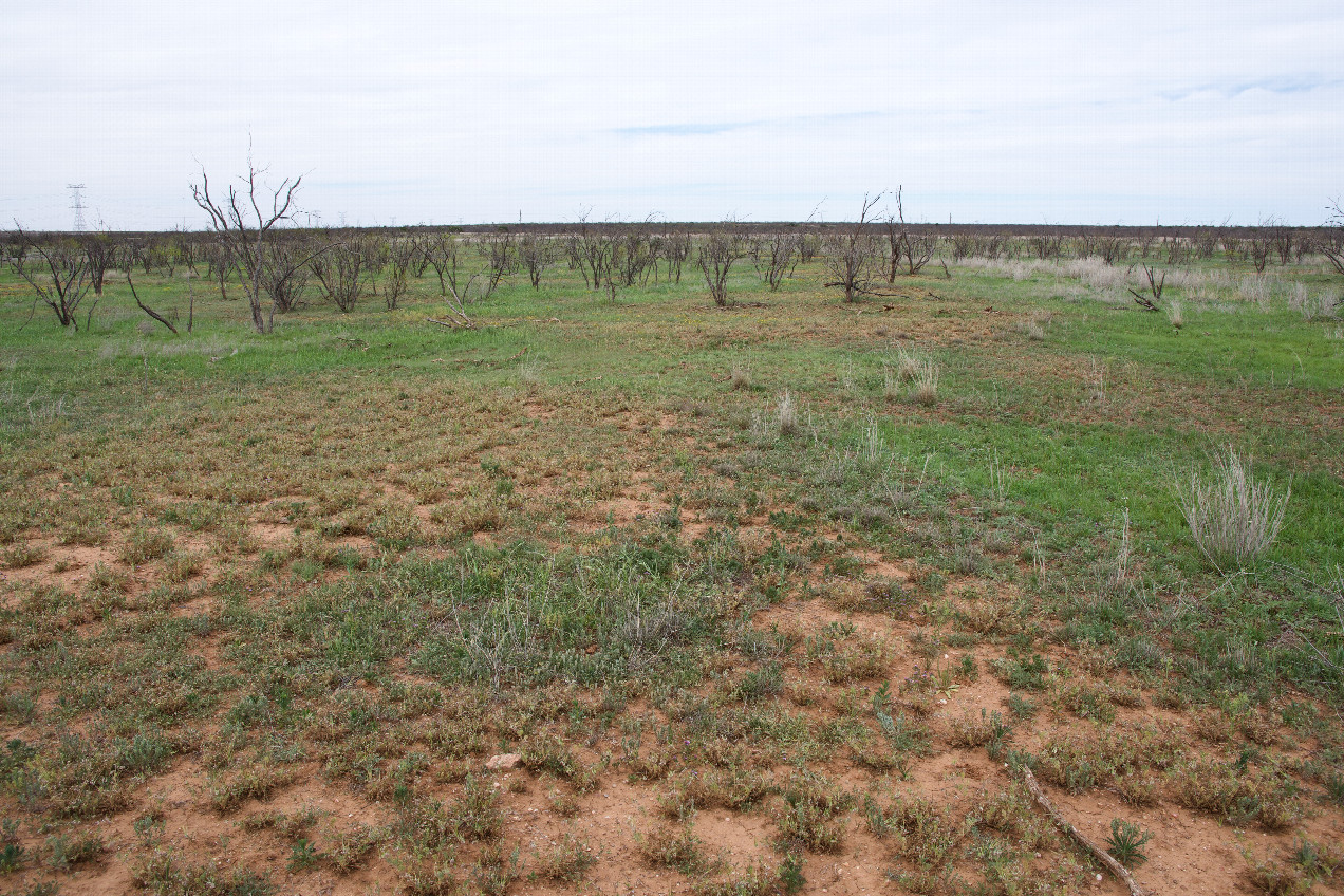 The confluence point lies in a grassy clearing, in ranch land.  (This is also a view to the North.)