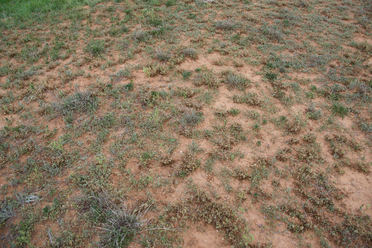 Ground cover at the confluence point