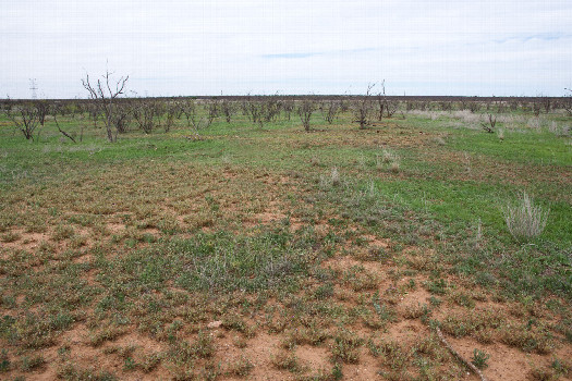 #1: The confluence point lies in a grassy clearing, in ranch land.  (This is also a view to the North.)